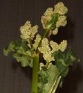 currant-fruited rhubarb، rhubarb-currant، warted-leaved rhubarb، warty-leaved rhubarb، 